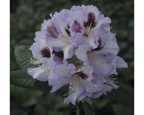 Alpenrose Rhododendron x Hybride 'Pinguin' H 25-30 cm Co 5 L