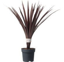 Keulenlilie Cordyline australis H 20-30 cm Ø 17 cm Topf-thumb-0