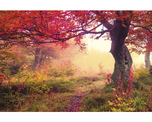 Fototapete Vlies 18376 Autumn Trees 7-tlg. 350 x 260 cm