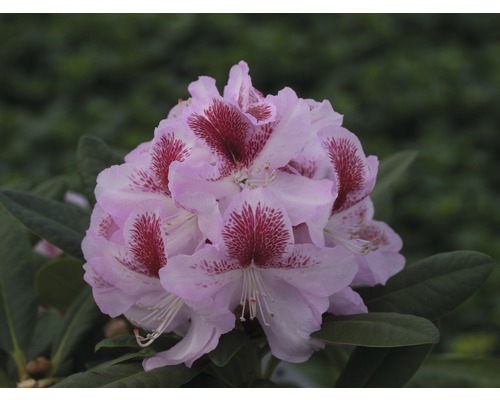 Alpenrose Rhododendron x Hybride 'Belami' H 40-50 cm Co 7,5 L