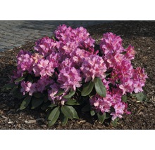 Rhododendron mit Blüte
