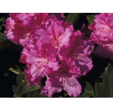 Nahaufnahme einer rosa Rhododendronblüte