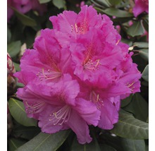Nahaufnahme einer blühenden Rhododendron Pflanze