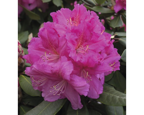 Alpenrose Rhododendron x Hybride 'Caruso' ® H 35-45 cm Co 7,5 L, Großblumige Rhododendron Alpenrose Rhododendron x Hybride 'Caruso' ® H 35-45 cm Co 7,5 L, Großblumige Rhododendron
