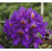 Nahaufnahme einer lila Rhododendronblüte