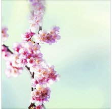 Zweig mit Kirschblüten