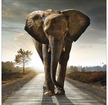 Glasbild Elephant 50x50 cm