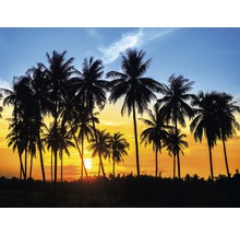 Silhouette von Palmen bei Sonnenuntergang