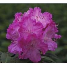 Nahaufnahme einer Rhododendronblüte