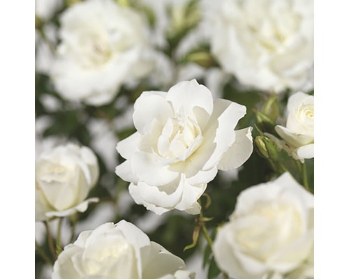 Ramblerrose 'Climbing Iceberg' FloraSelf Rosa 'Climbing Iceberg' H 100-120 cm Co 5 L Nahaufnahme von weißen Rosenblüten