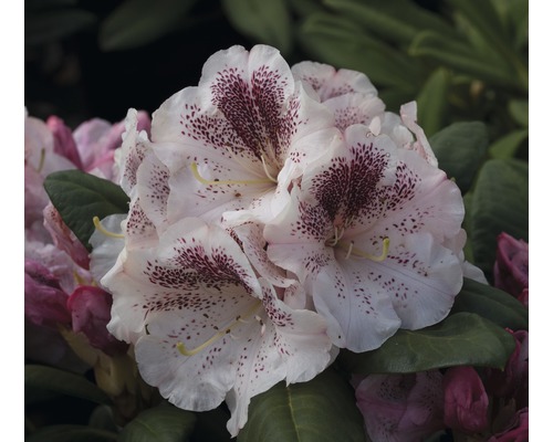 Alpenrose Rhododendron x Hybride 'Princess Maxima' H 40-50 cm Co 7,5 L