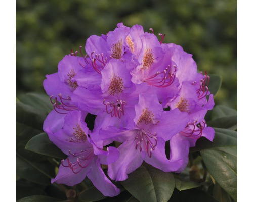 Alpenrose Rhododendron x Hybride 'Pink Purple Dream' ® H 40-50 cm Co 7,5 L