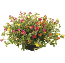 Portulakröschen in einem Topf