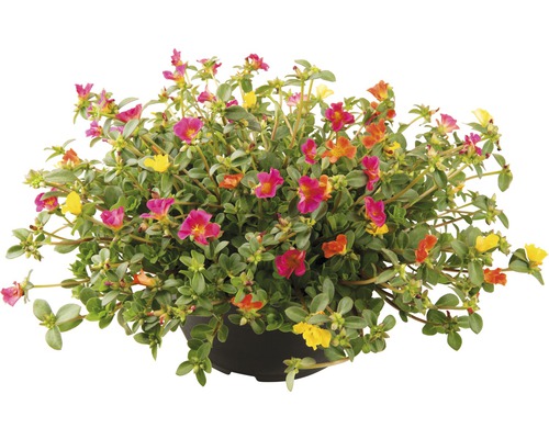 Portulakröschen in einem Topf