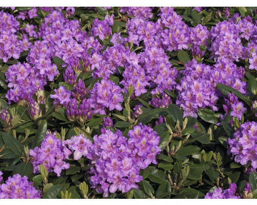 Alpenrose Rhododendron x Hybride 'Pink Purple Dream'  H | HORNBACH
