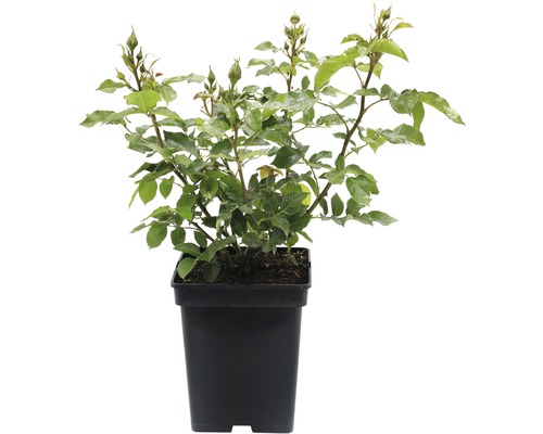 Rosenstrauch im Topf