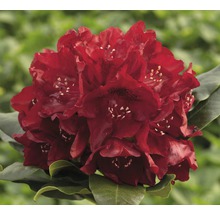 Alpenrose Rhododendron x Hybride 'Cherry Kiss' ® H 25-30 cm Co 5 L