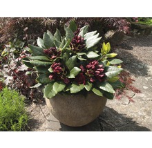 Alpenrose Rhododendron x Hybride 'Cherry Kiss' ® H 25-30 cm Co 5 L