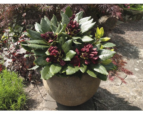 Rhododendron in einem Steintopf im Garten