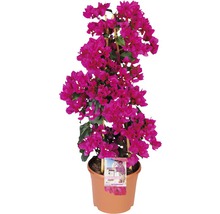 Bougainvillea Pflanze im Topf mit Rankhilfe