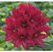 Alpenrose Rhododendron x Hybride 'Taragona' H 30-40 cm Co 5 L