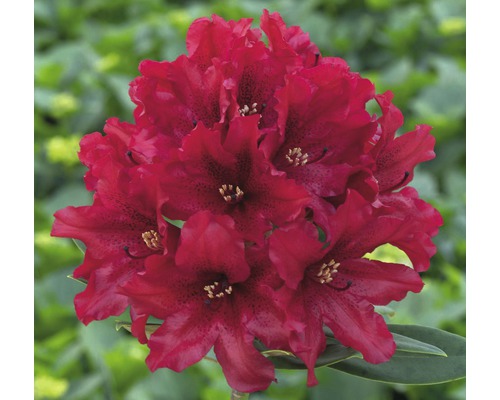 Alpenrose Rhododendron x Hybride 'Taragona' H 30-40 cm Co 5 L