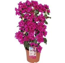 Bougainvillea Pflanze mit Rankhilfe im Topf