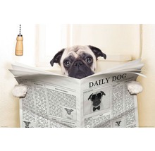 Mops liest Zeitung auf Toilette
