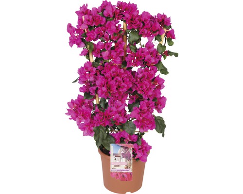 Drillingsblume Spalier FloraSelf Bougainvillea 'Sanderiana' Gesamthöhe ca. 70 cm Ø 21 cm Topf lila