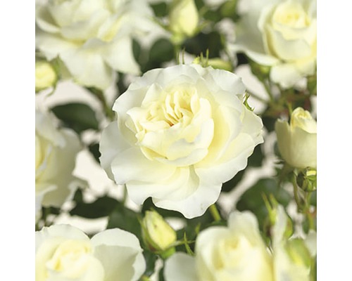 Beetrose 'White Meilove' Floraself Rosa 'White Meilove' H 30-50 cm Co 5 L