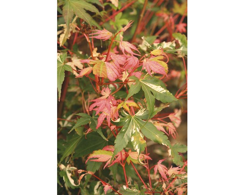 Buntblättriger Fächerahorn Acer palmatum 'Oridono Nishiki' H 40-60 cm Co 4 L-0