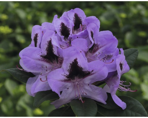 Alpenrose Rhododendron x Hybride 'Metallica' H 30-40 cm Co 5 L