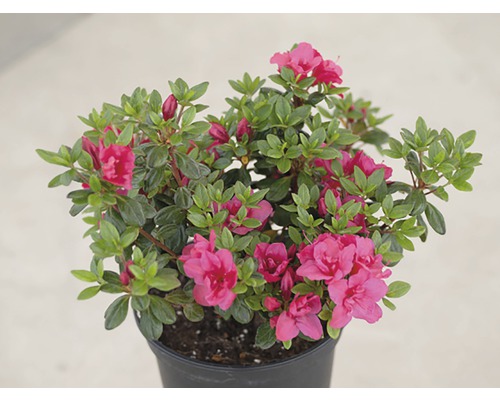 Azaleenpflanze mit Blüten im Topf