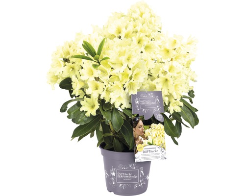 Easydendron Rhododendron Inkarho® 'Dufthecke Gelb' H 25-30 cm Co 5 L kalktolerante Rhododendron