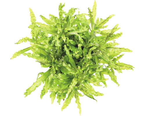 Kleiner Wasserstern - Pogostemon helferi Kleiner Wasserstern - Pogostemon helferi