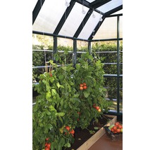 Tomatenpflanzen in einem Gewächshaus mit Lichtinstallation