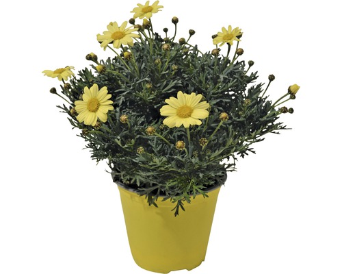 Strauchmargerite FloraSelf Chrysanthemum frutescens Ø 18 cm Topf
