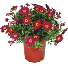 Margeritenbusch mit roten Blüten im Topf