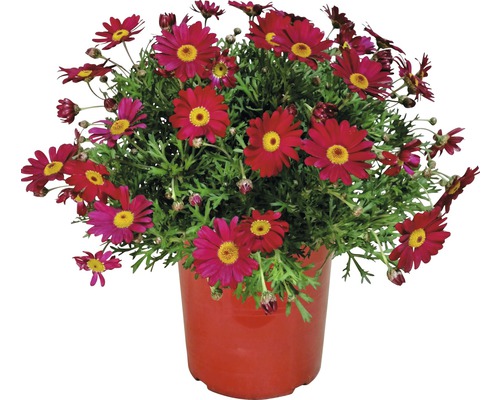 Margeritenbusch mit roten Blüten im Topf