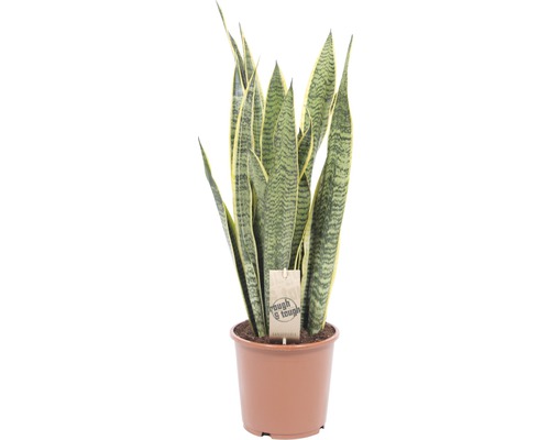 Bogenhanf FloraSelf Sansevieria trifasciata 'Laurentii' H 50-60 cm Ø 17 cm Topf Sansevieria Pflanze im Topf