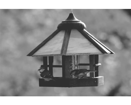 Vogelhaus mit zwei Vögeln, Futterstelle für Gartenvögel