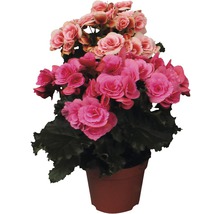 Begonie in einem Topf mit rosa und pinkfarbenen Blüten