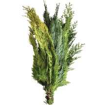 Bund verschiedener Koniferenzweige