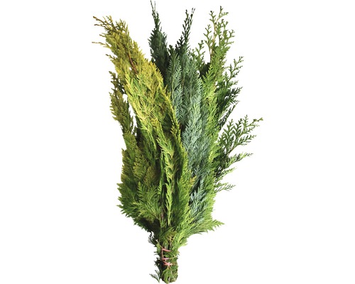 Zweige Thuja Mix Schnittgrün Handbund ca. 0,35 kg