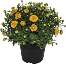 Gelbe Chrysantheme im Topf