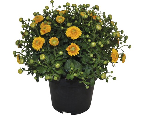 Gelbe Chrysantheme im Topf
