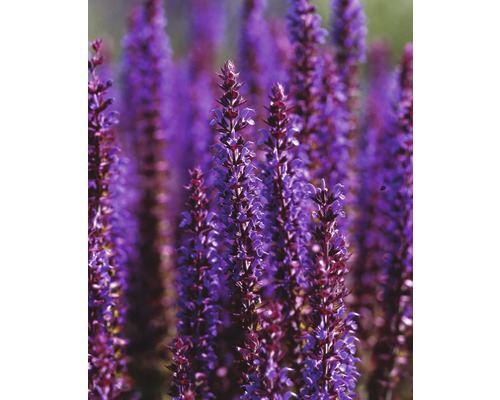 Blühende Salbeipflanze im Garten