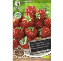 Bio Framberry Erdbeerpflanze
