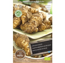 BIO Topinambur-Rhizom 1 Stk.