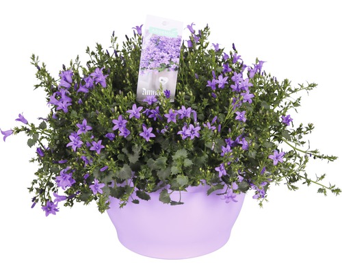 Glockenblume Floraself Campanula portenschlagiana 'Ambella Purple' Ø 25 cm Topf Glockenblume in einem Pflanzgefäß
